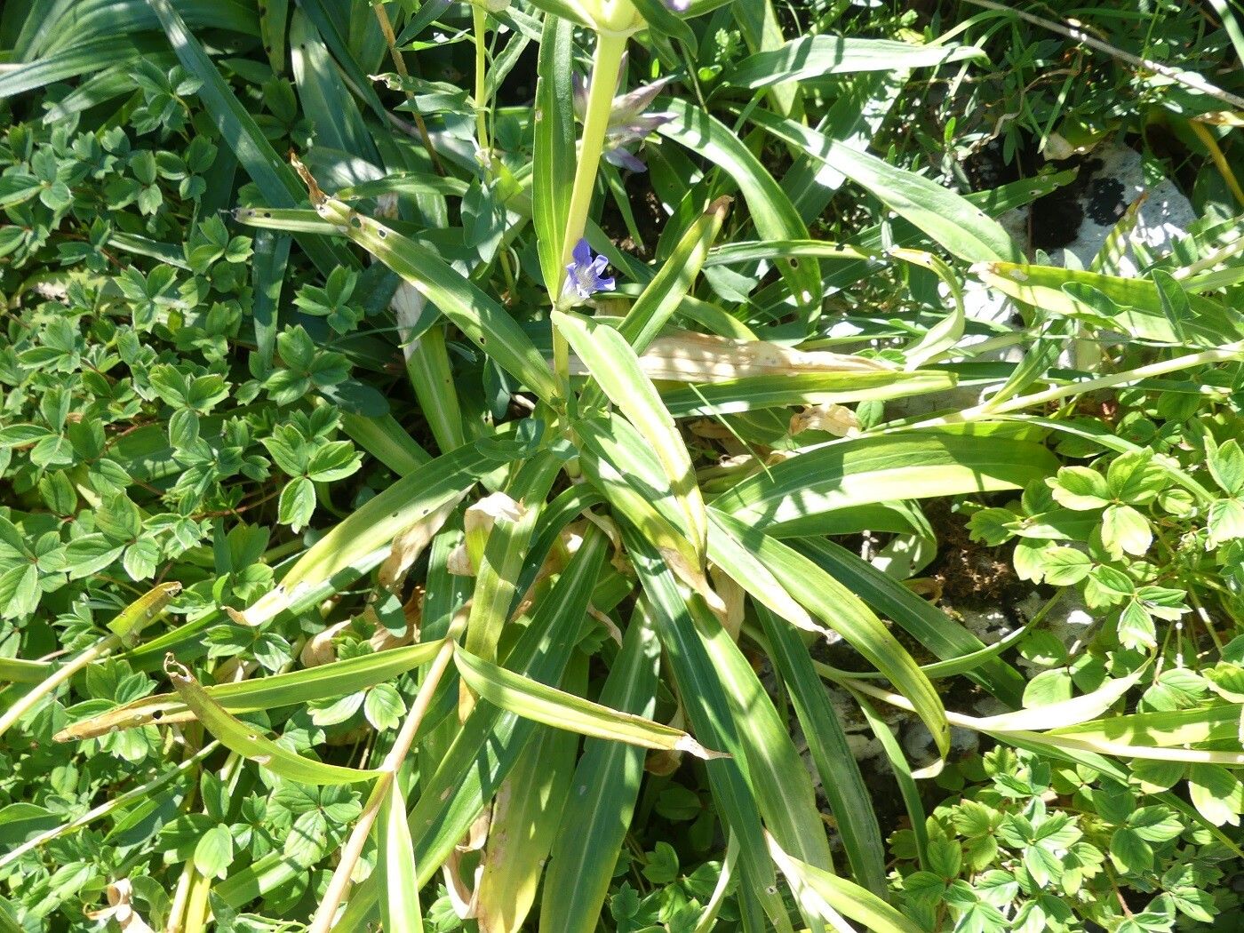 Gentiana dahurica — houseplant care guide