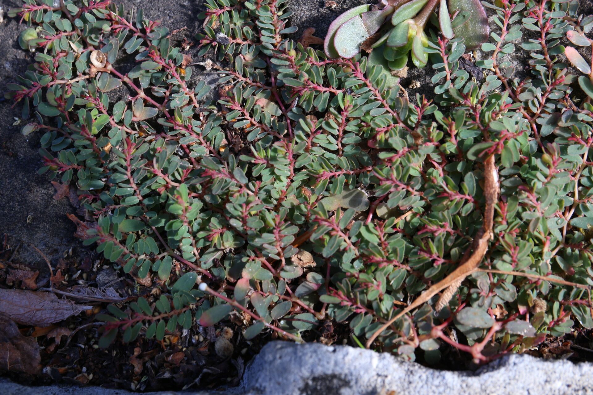 Euphorbia serpillifolia — houseplant care guide