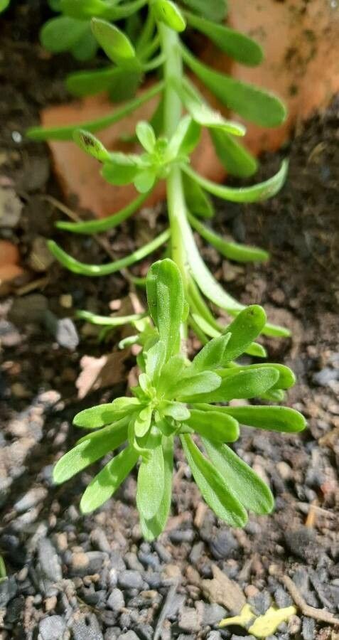 Sedum cepaea — difficulty difficulty houseplant
