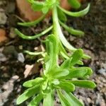 Sedum cepaea