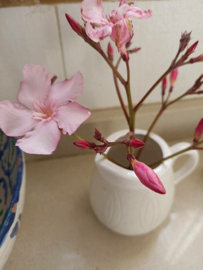 Nerium indicum x Nerium oleander flower