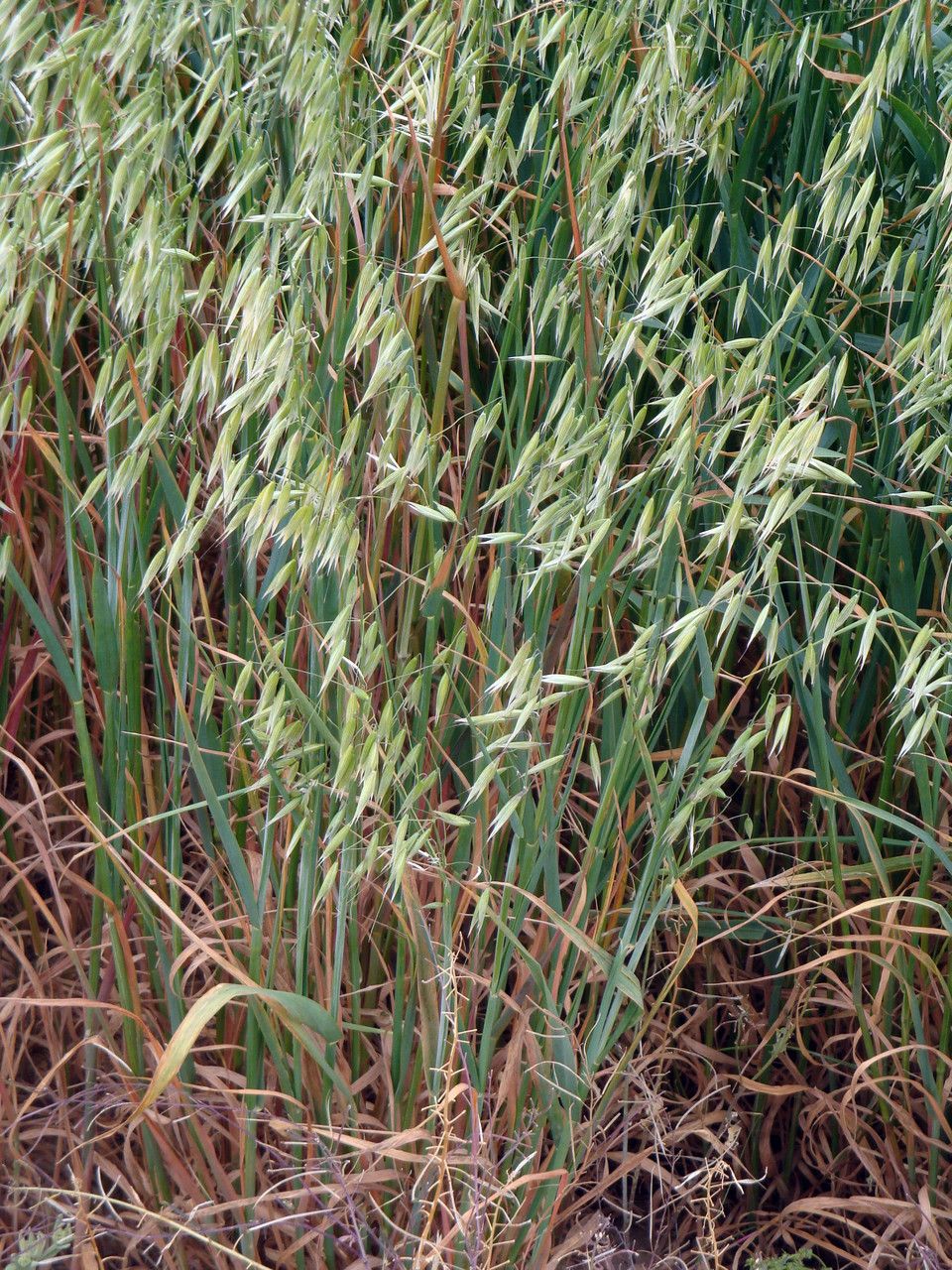 Hordelymus europaeus fruit