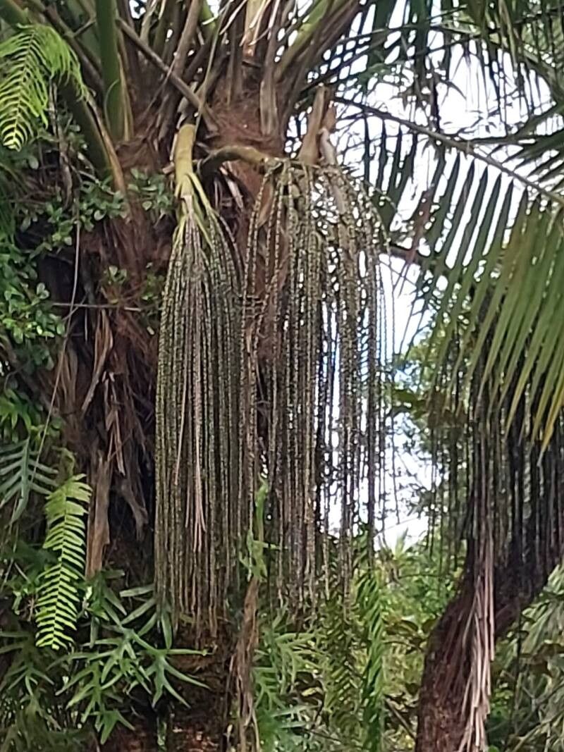Dypsis utilis flower