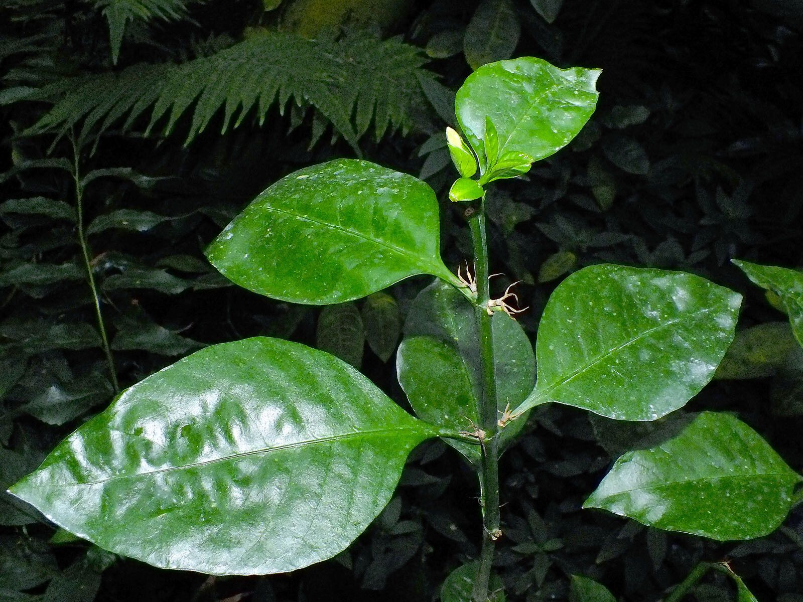 Justicia trichotoma — search result for 'Justicia'