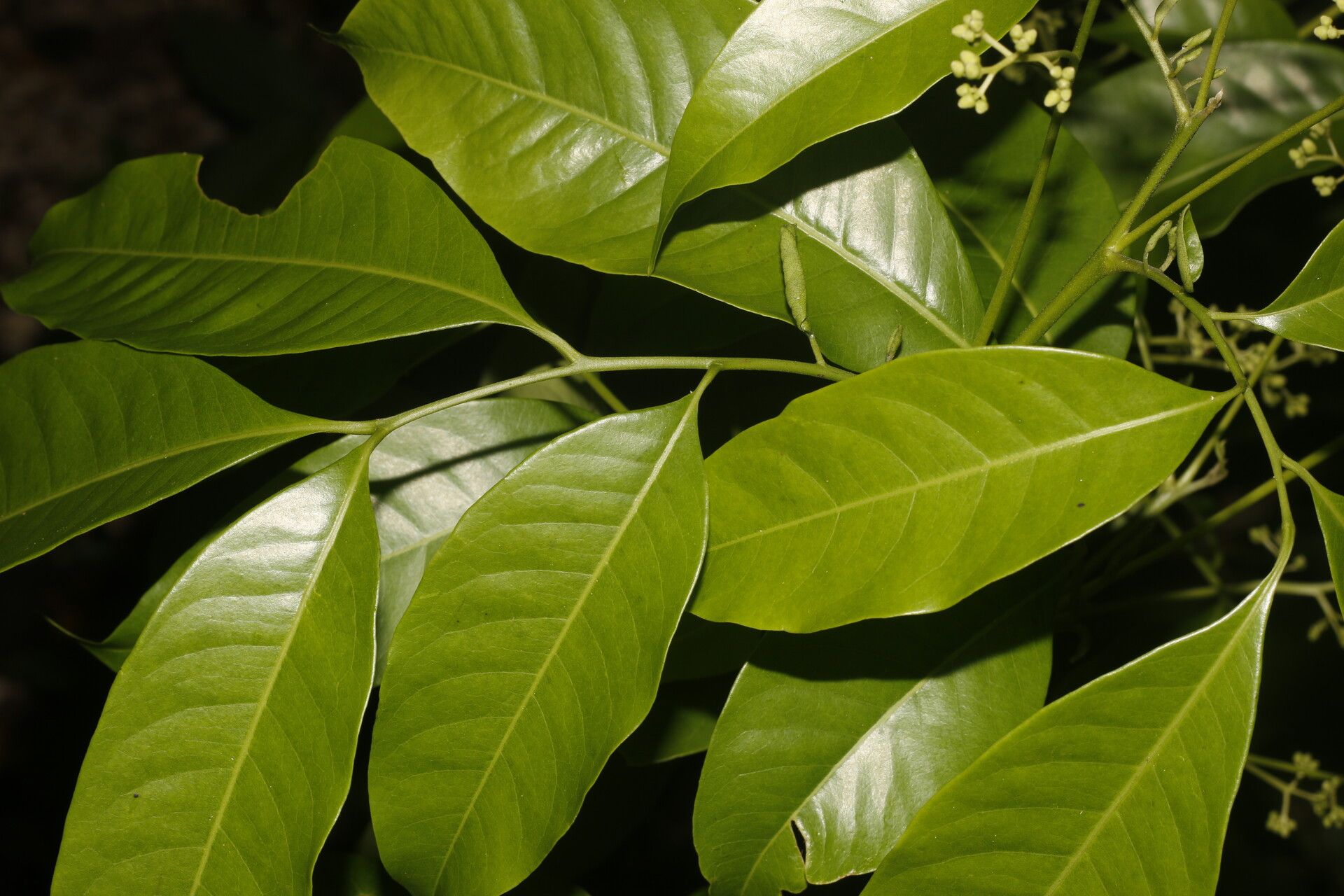 Trichilia pleeana fruit