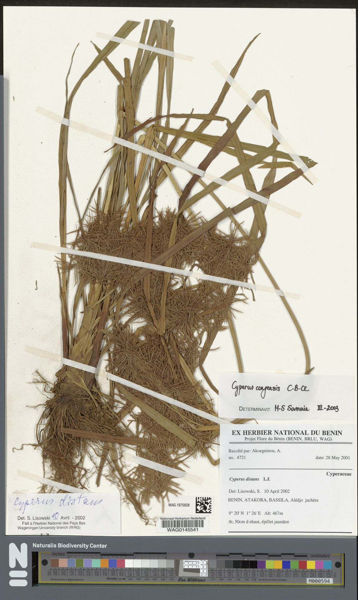 Cyperus congensis — houseplant care guide