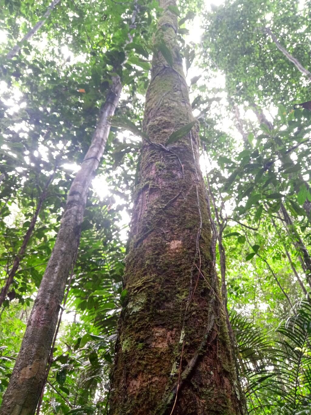 Guarea carinata bark