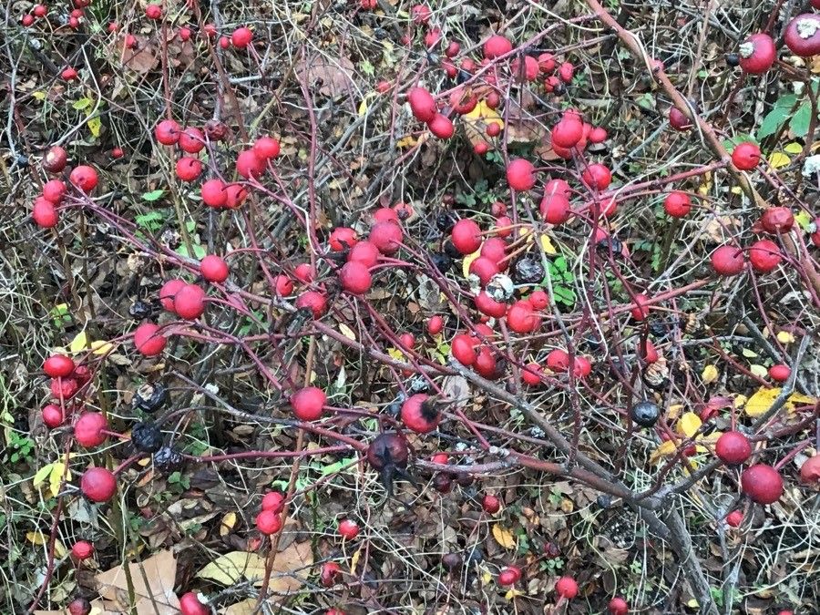 Rosa carolina fruit