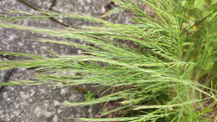 Vulpia bromoides flower