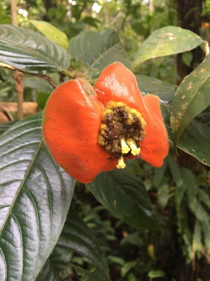 Psychotria poeppigiana fruit