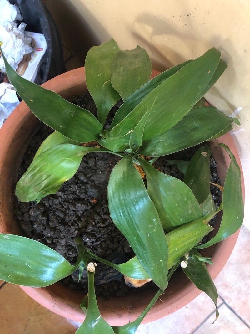 Aspidistra connata leaf