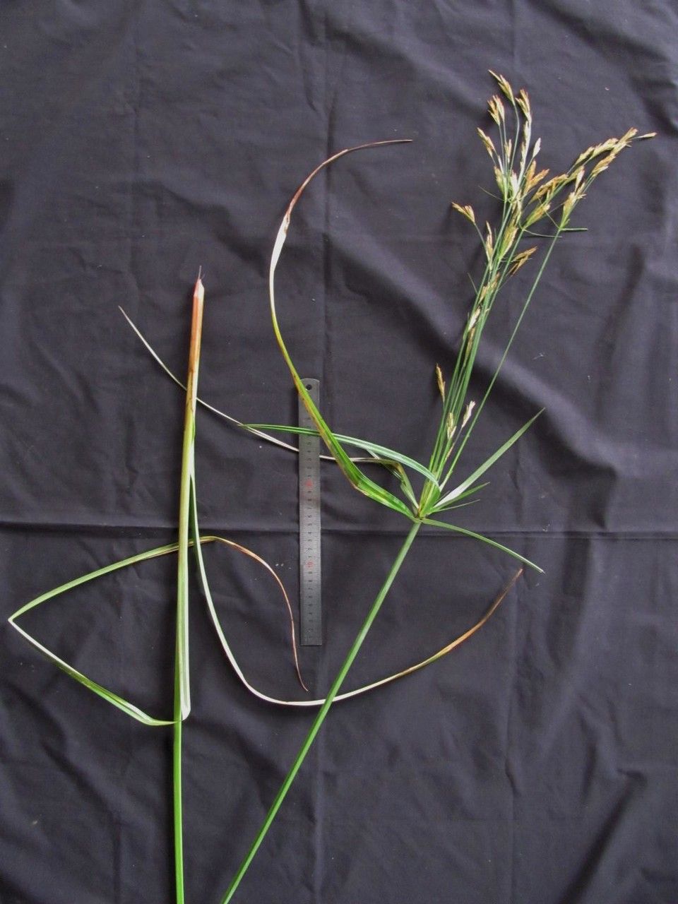 Cyperus prolixus other