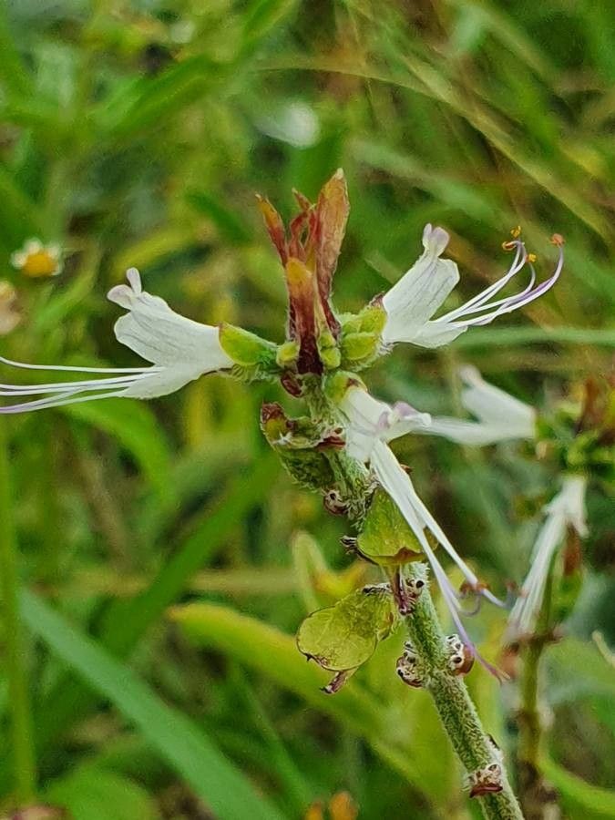 Ocimum filamentosum flower