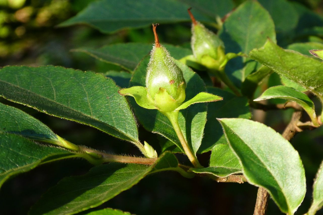 Stewartia monadelpha fruit