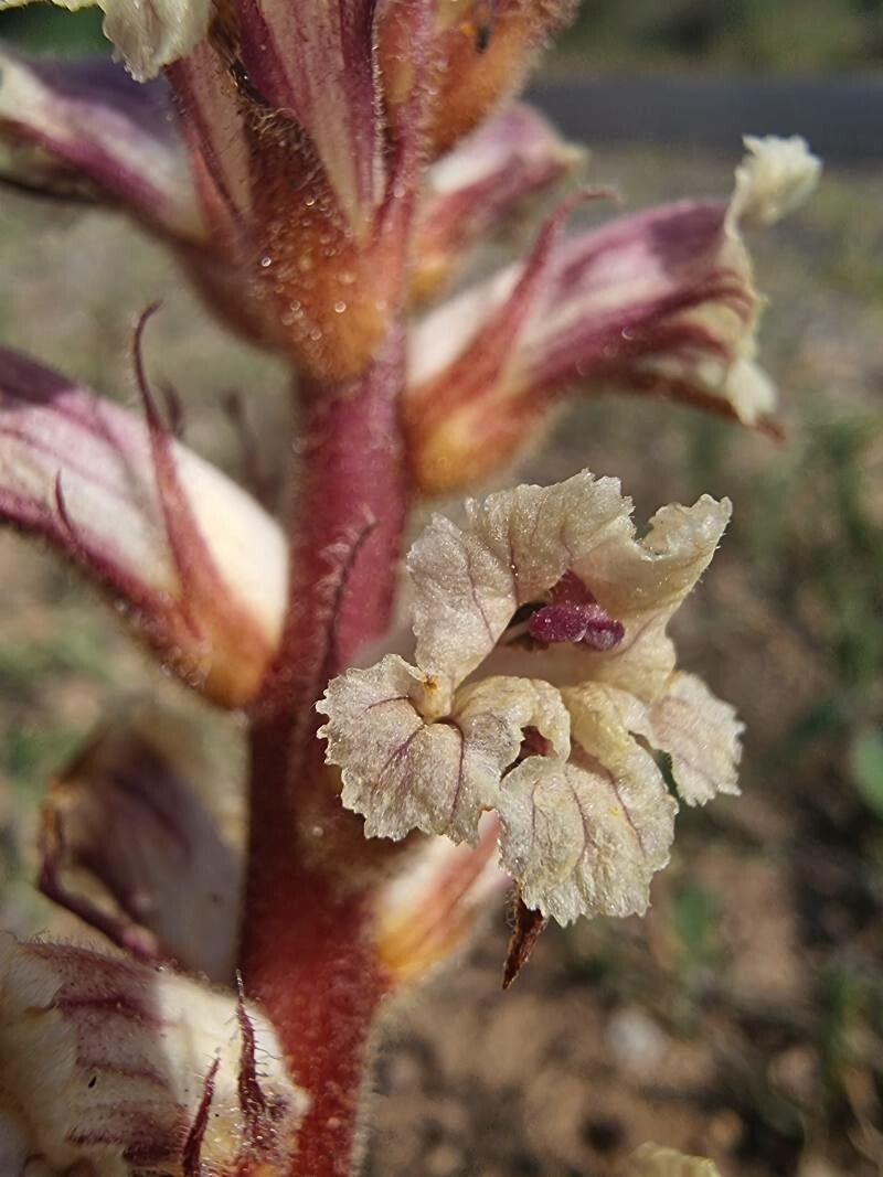 Orobanche artemisiae-campestris flower