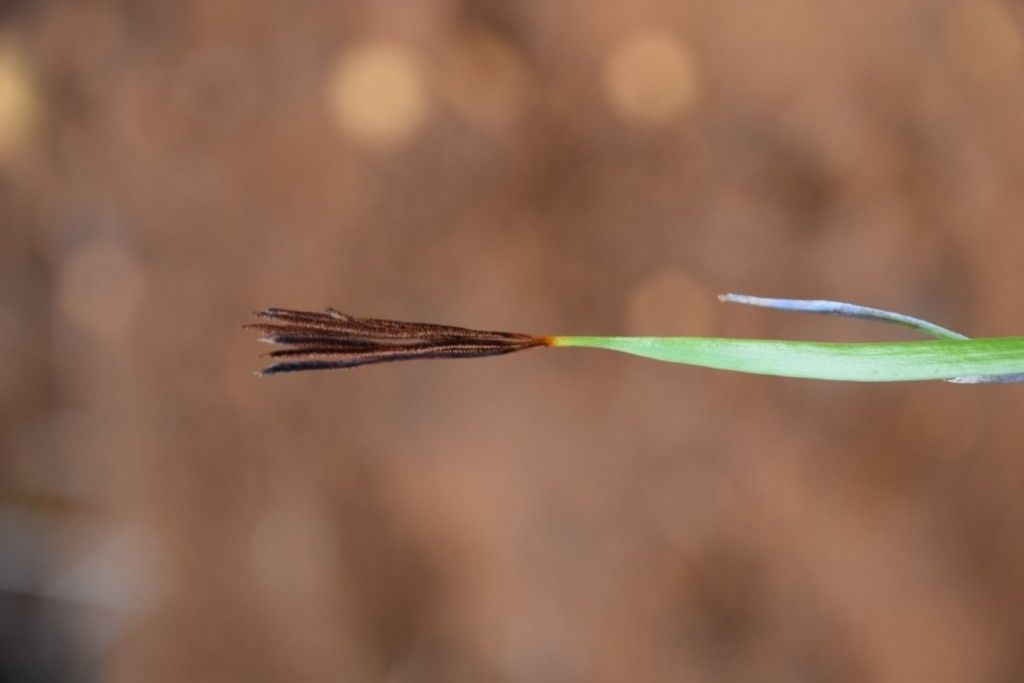 Actinostachys melanesica — related species from the same genus