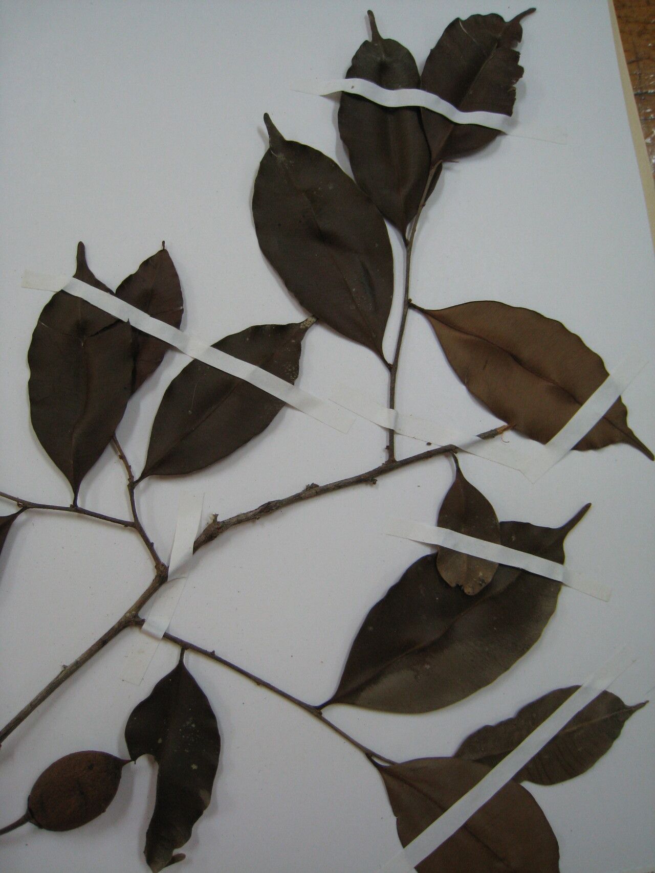 Micropholis longipedicellata — houseplant care guide