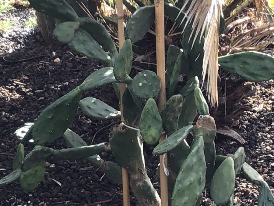 Opuntia bonaerensis — search result for 'Opuntia'