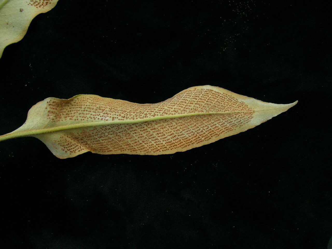 Pyrrosia flocculosa — houseplant care guide