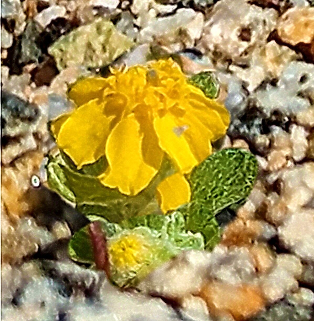 Eriophyllum wallacei flower
