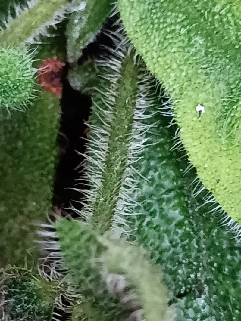 Ardisia mamillata bark