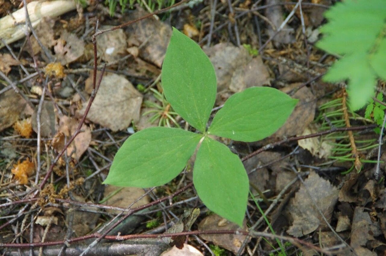 Paris quadrifolia leaf