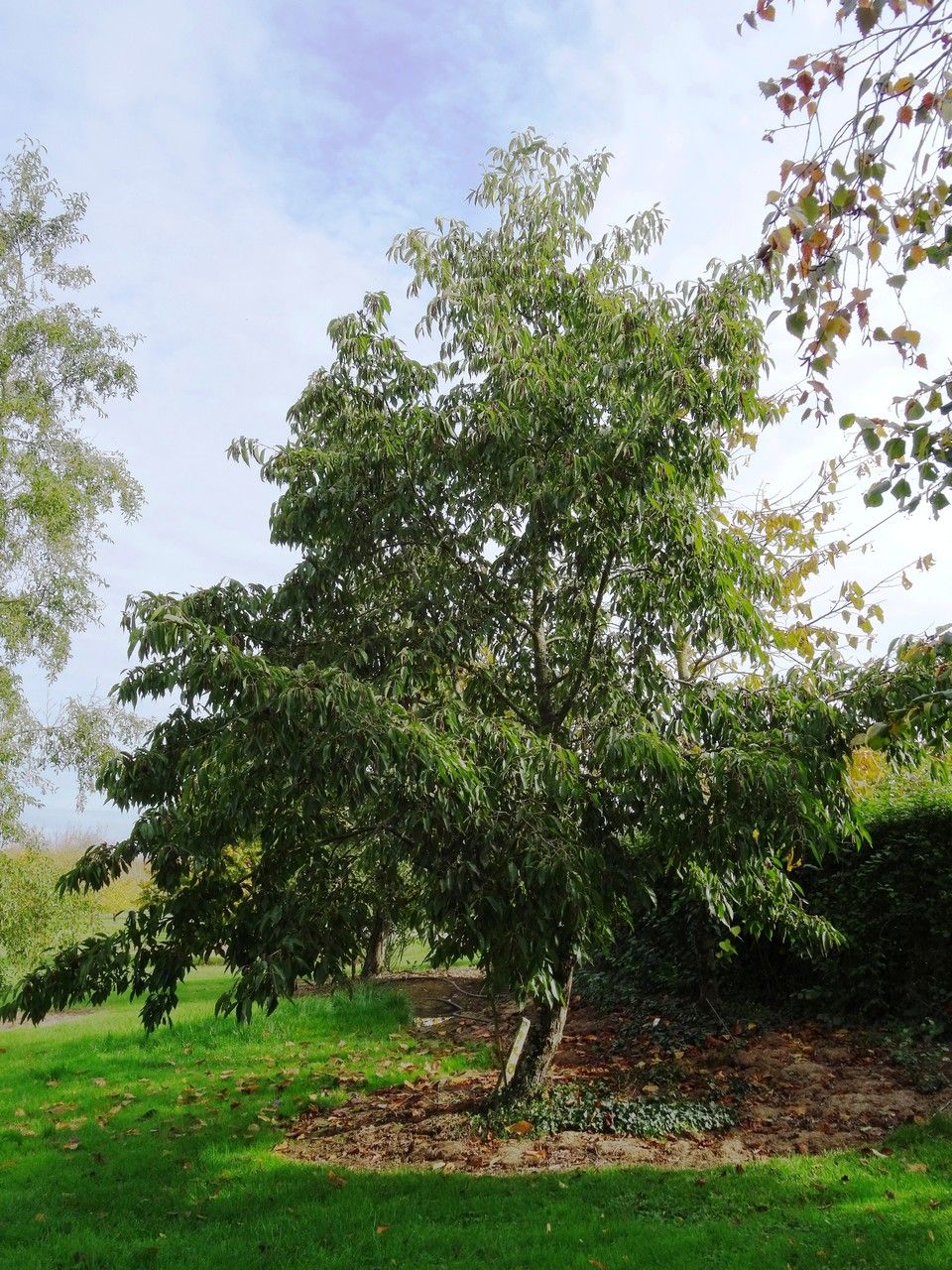 Alnus nitida habit