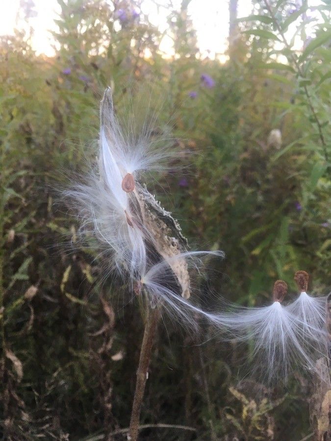 Asclepias verticillata fruit
