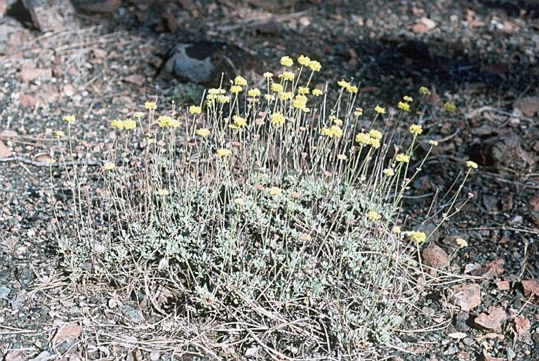 Eriogonum tripodum habit