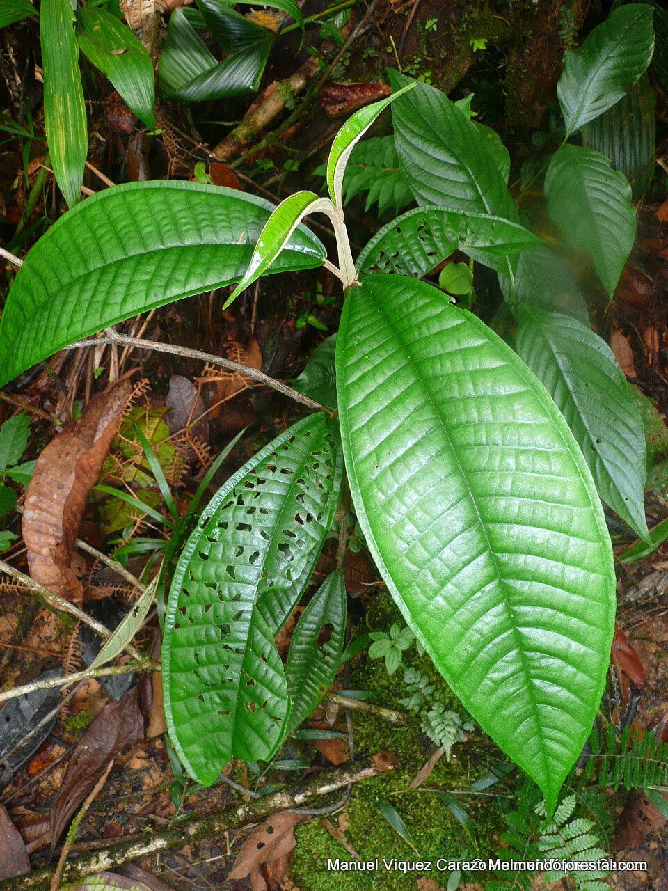 Miconia pterocaulon — houseplant care guide