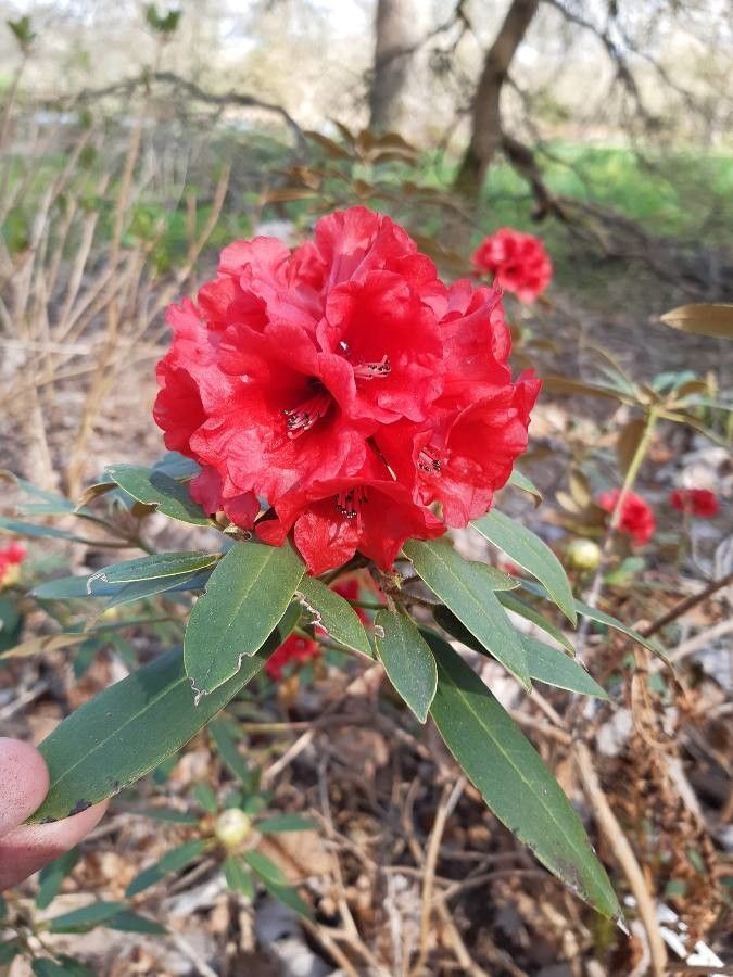 Rhododendron ochraceum flower