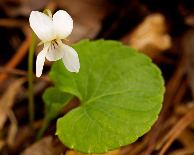 Viola renifolia habit