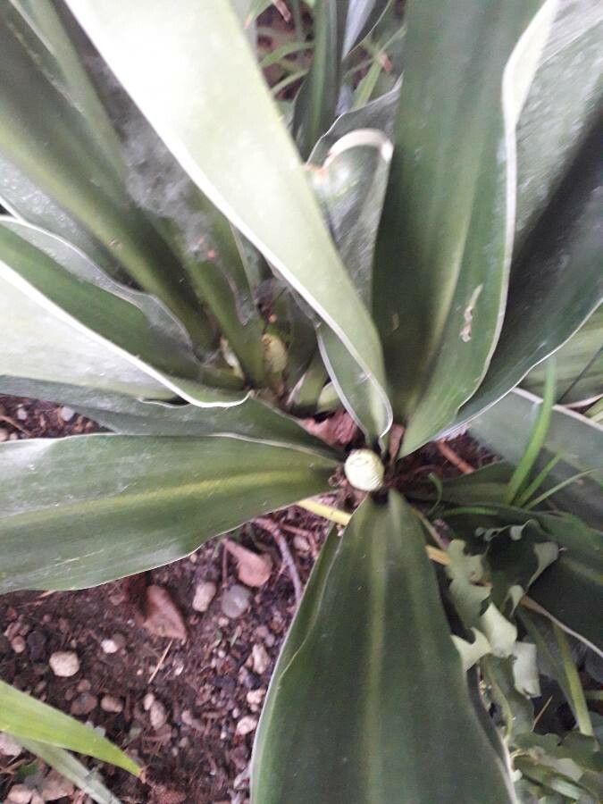 Rohdea japonica flower