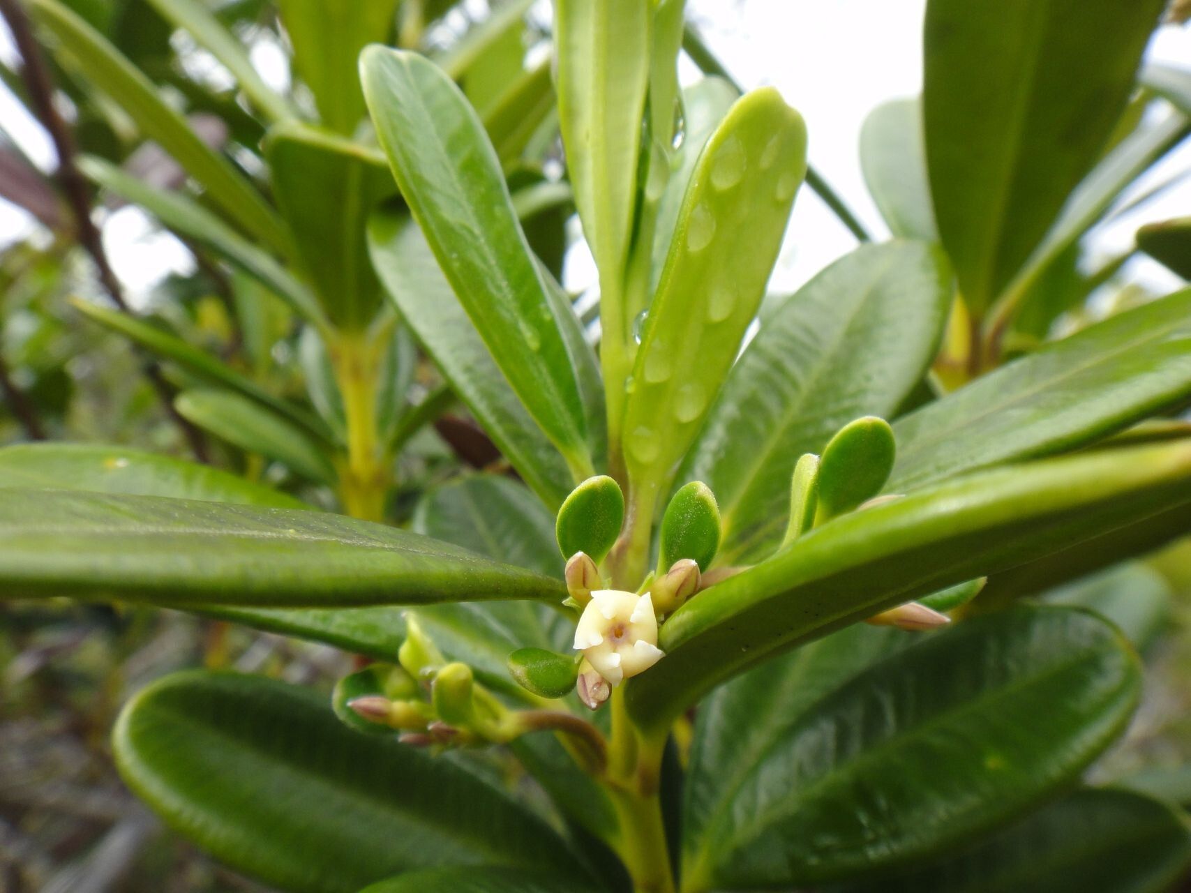Alyxia leucogyne flower