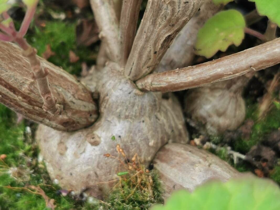 Plectranthus ernstii bark