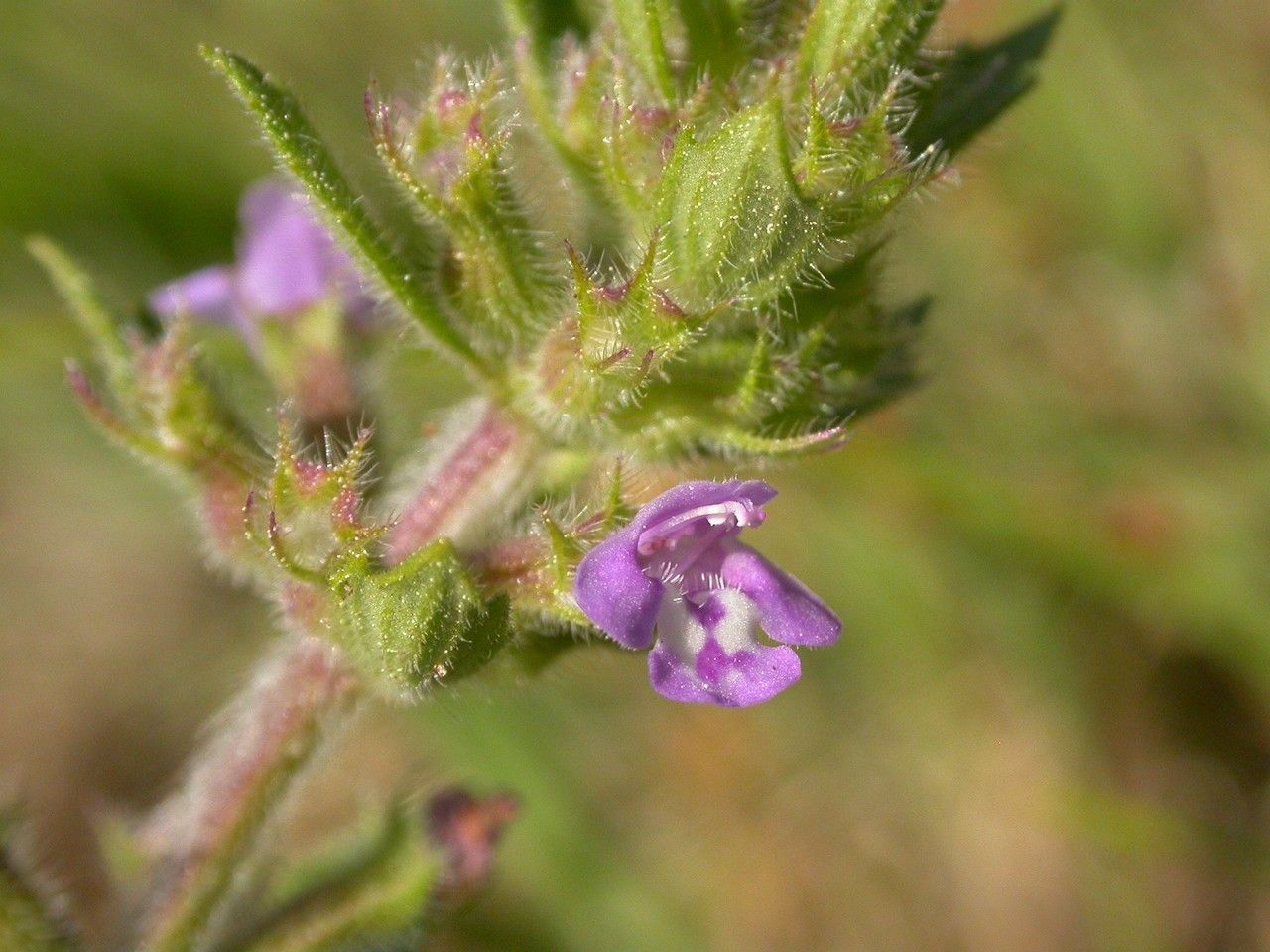 Clinopodium acinos bark