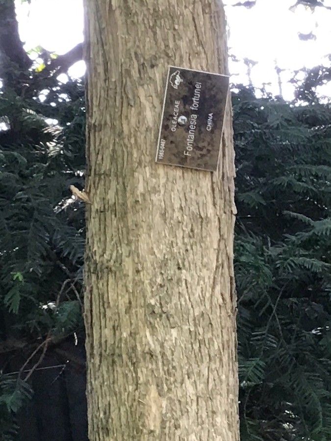 Fontanesia fortunei bark