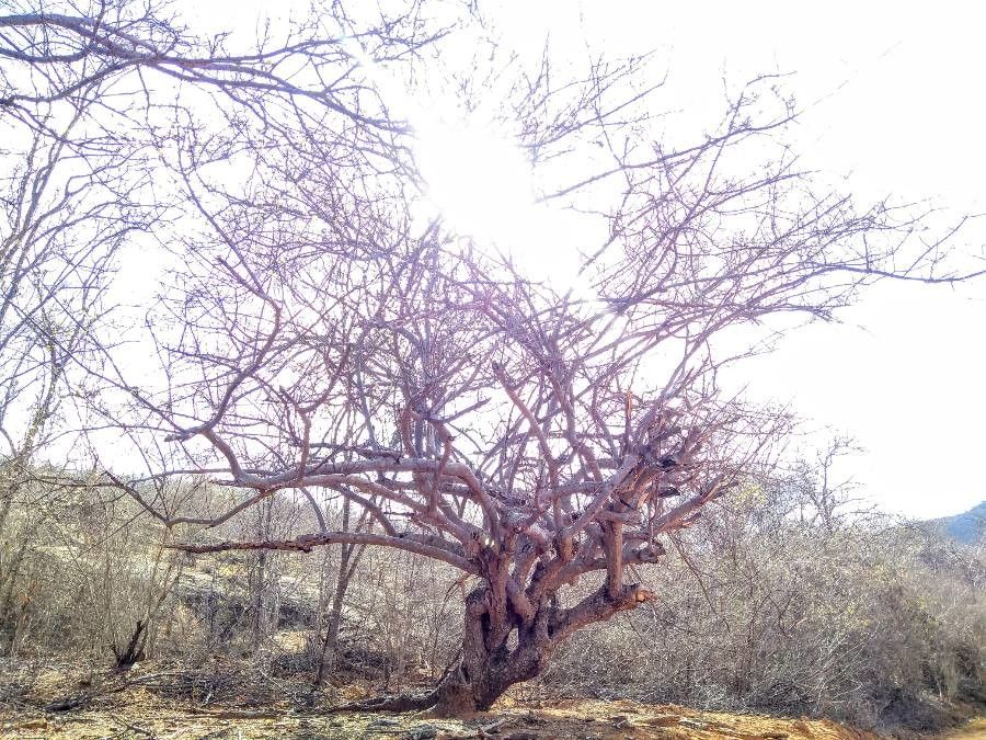 Spondias tuberosa bark