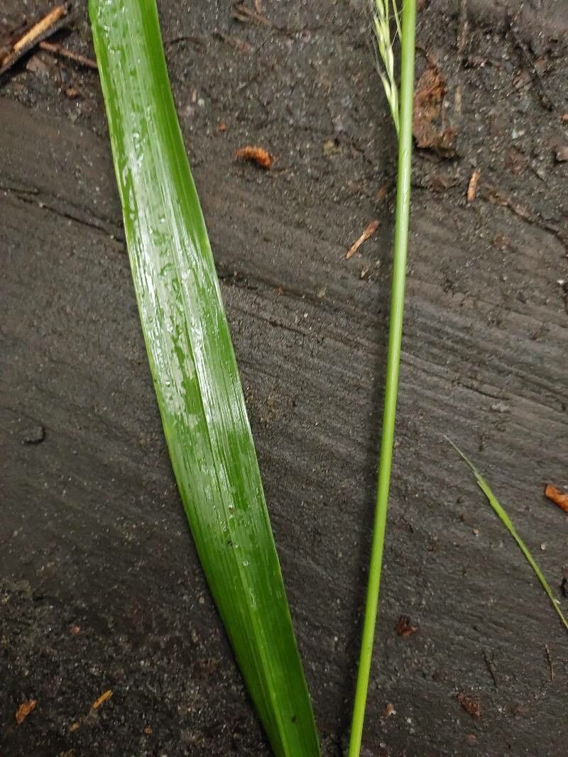 Schedonorus giganteus leaf