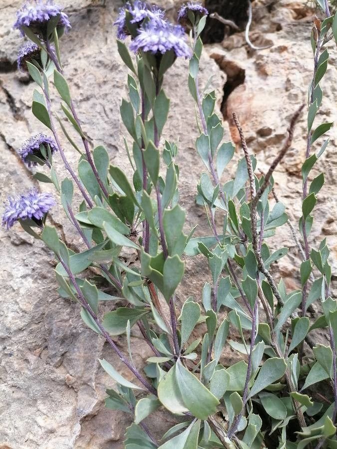 Globularia arabica — related species from the same genus