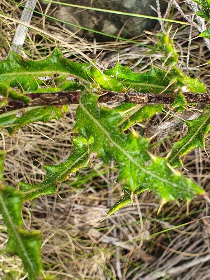 Berkheya spekeana — houseplant care guide