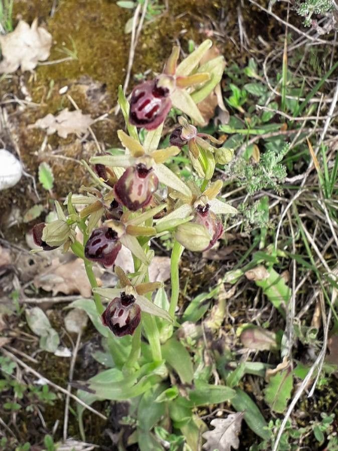 Ophrys aranifera flower