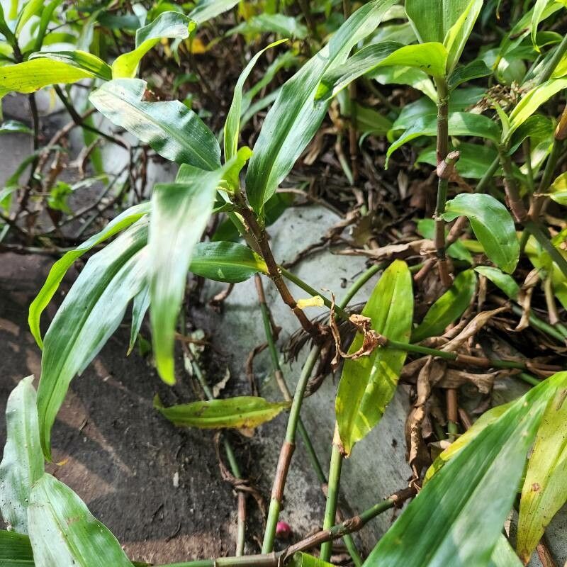 Pollia crispata bark