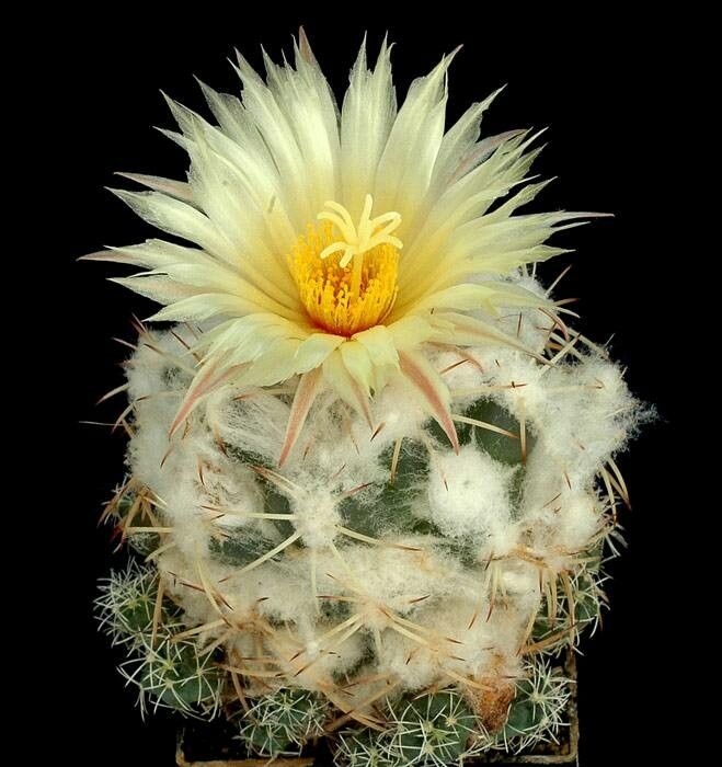 Coryphantha pycnacantha flower
