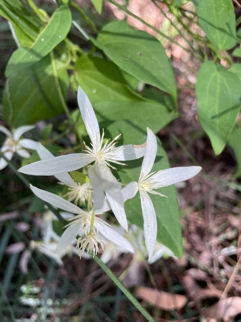 Clematis pubescens — search result for 'Clematis'