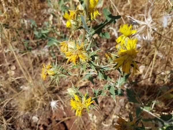 Carthamus persicus — search result for 'Carthamus'