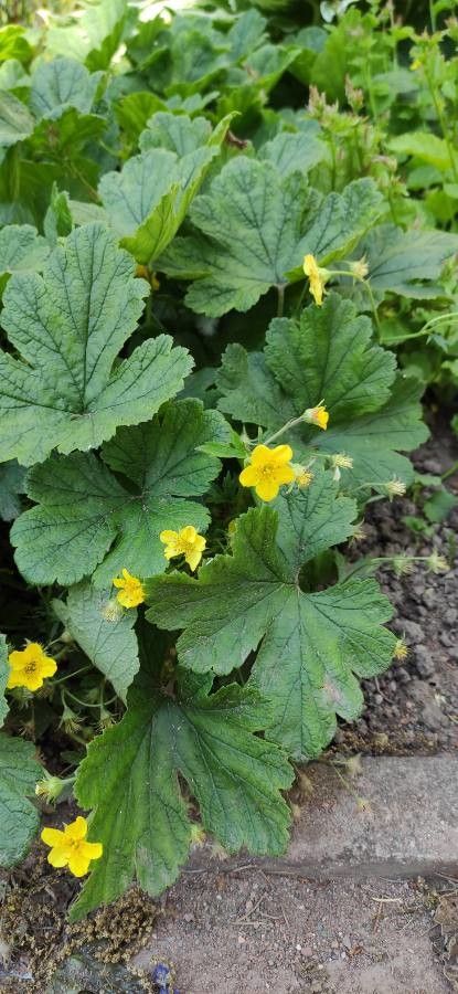 Waldsteinia ternata habit