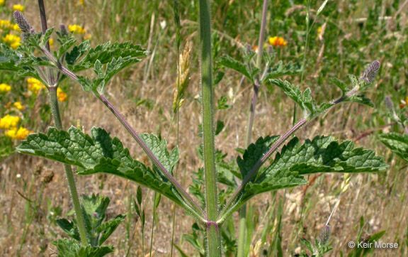 Verbena lasiostachys bark