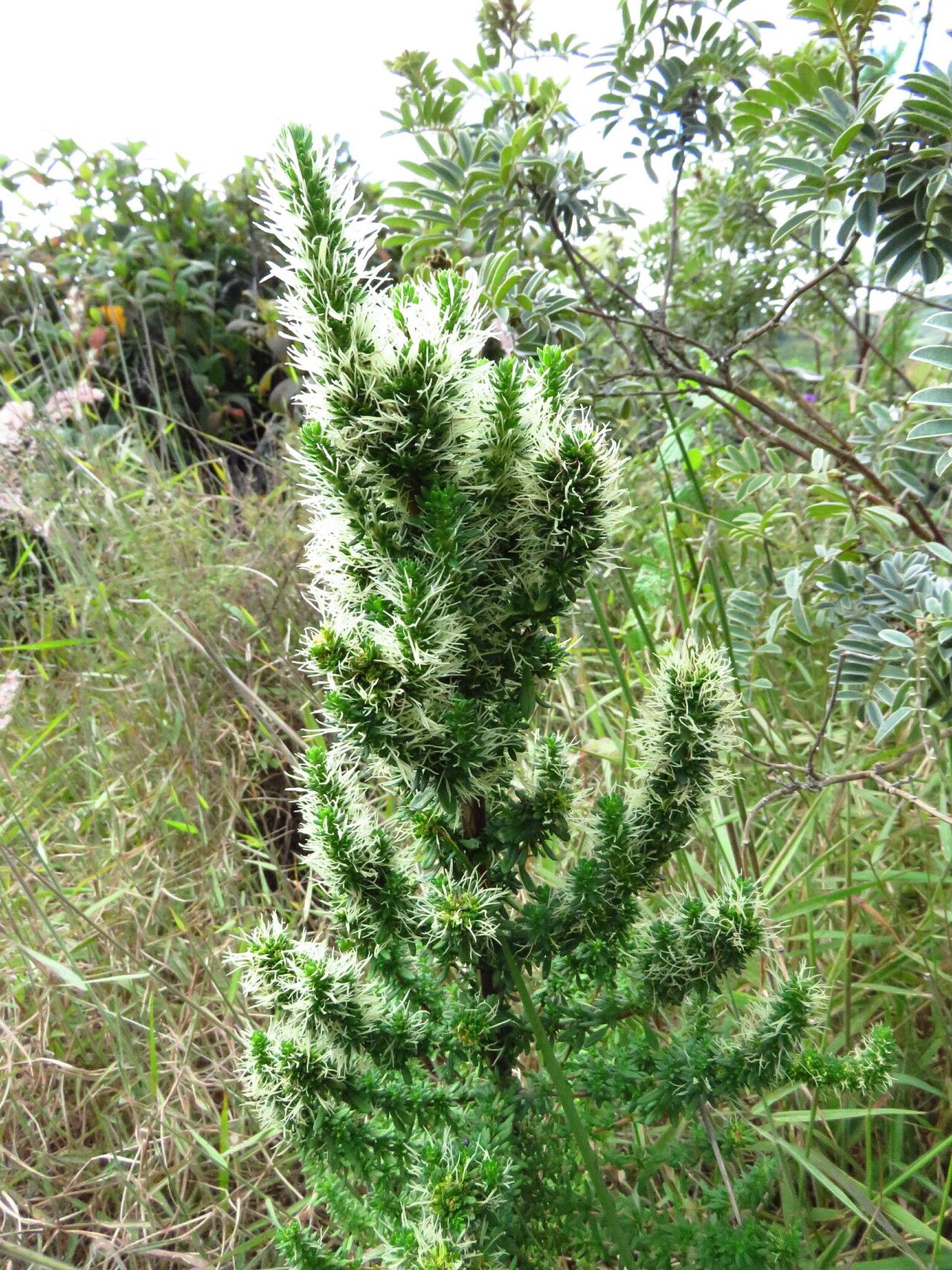 Anthospermum usambarense habit