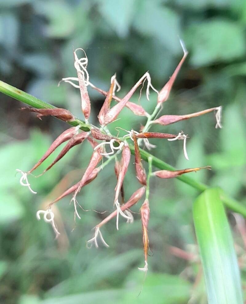 Rhynchospora hieronymi flower